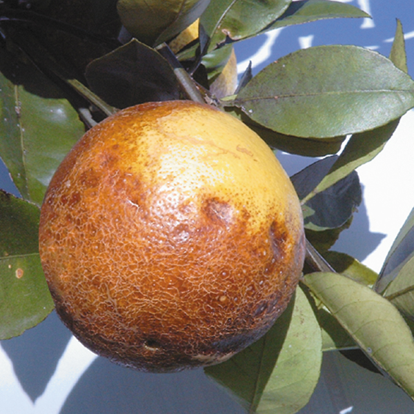 Searles Citrus pest and disease problems solutions to citrus problems